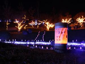 中山池自然公園イルミネーション点灯の様子