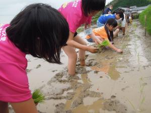 田植えの様子