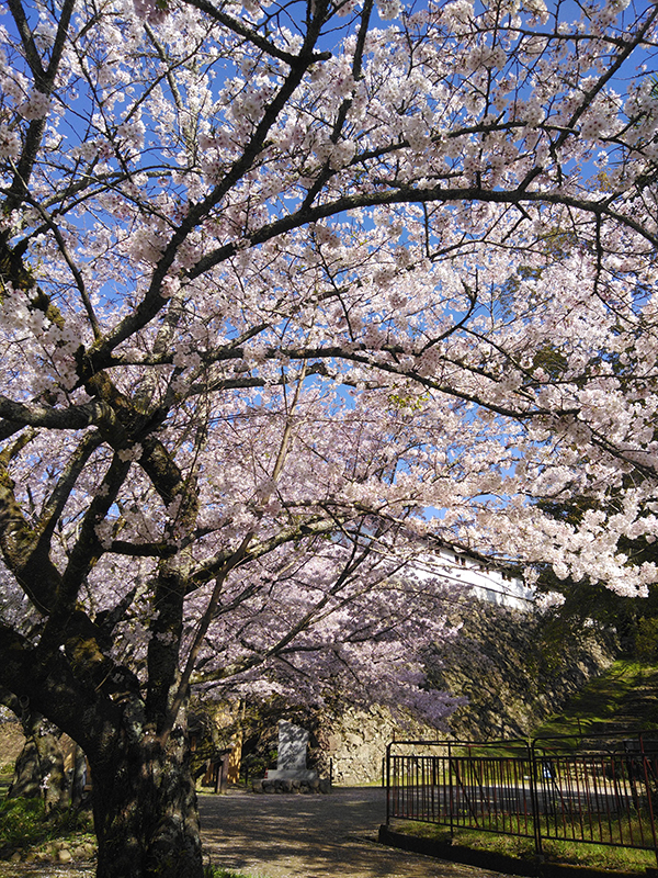 城山公園のソメイヨシノ