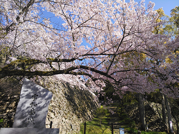 児童公園のサクラ2