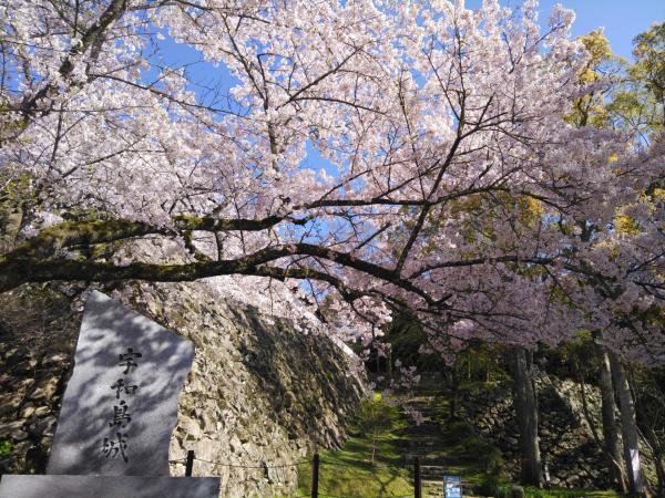 桜と宇和島城碑