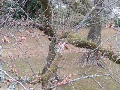 本丸ソメイヨシノの蕾の様子