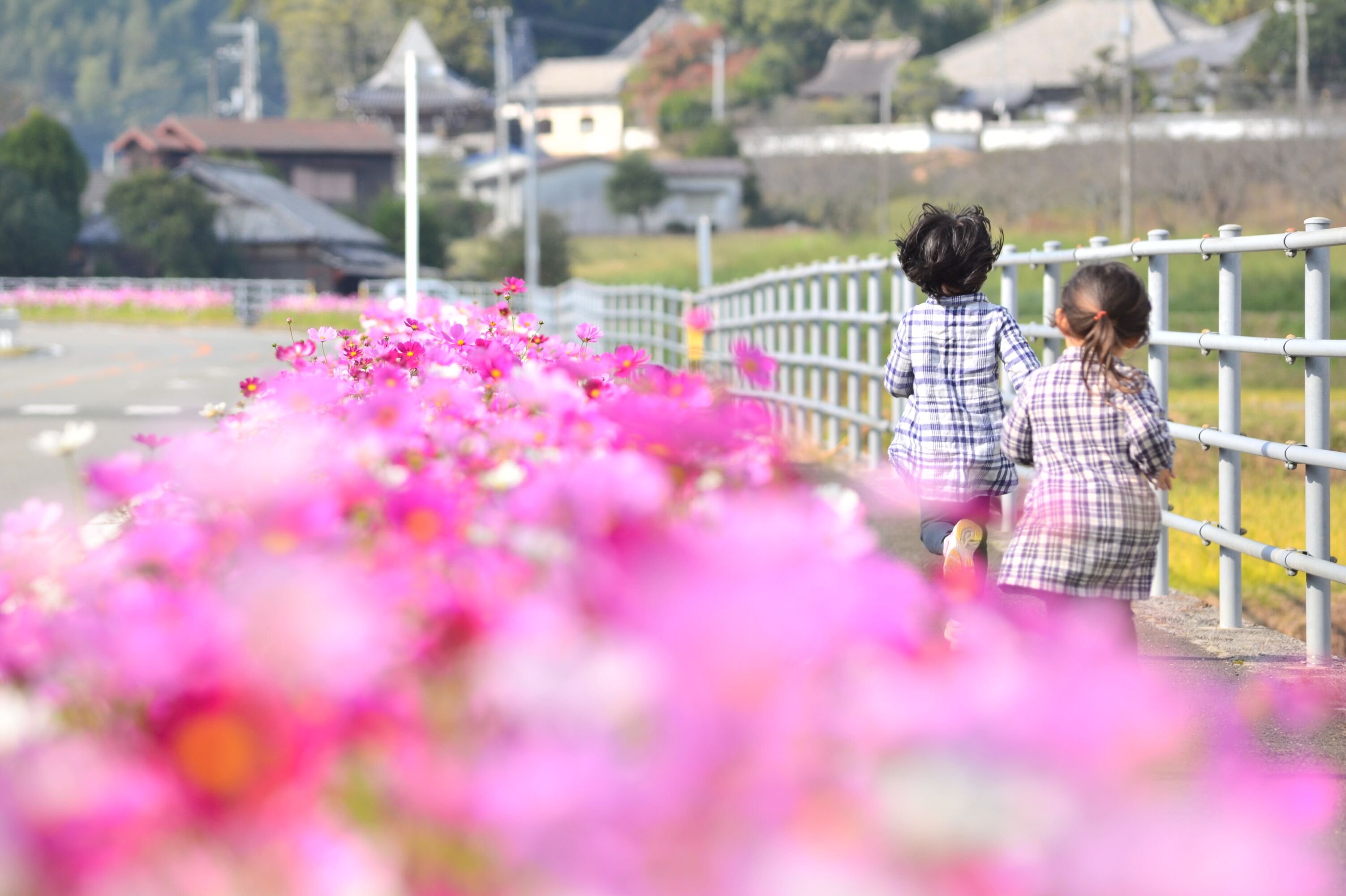 三間町のコスモス