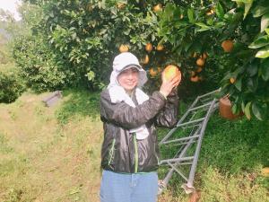 柑橘栽培の様子