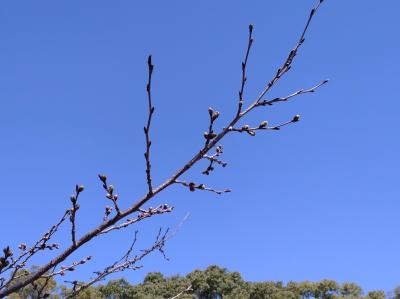 児童公園の桜