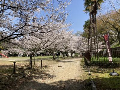 児童公園の桜20230327