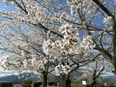 ソメイヨシノの花