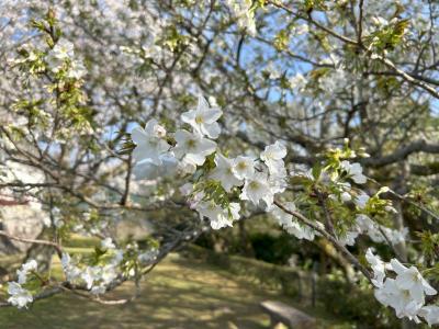 オオシマザクラの花