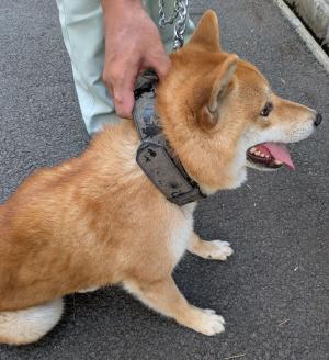 犬写真2