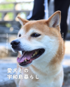 ペット-001