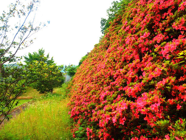 公園の画像8