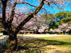 公園の画像10