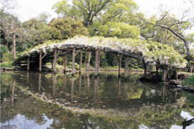 浄土へ渡る白藤太鼓橋