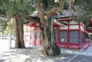 八幡神社のイブキ