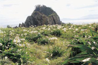 沖の島のハマユウ