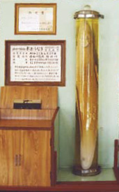岩松公民館に展示されている大ウナギ