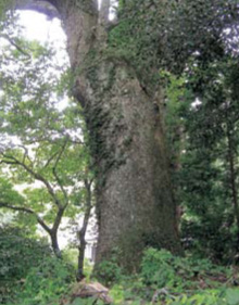 三島神社　上段の楠
