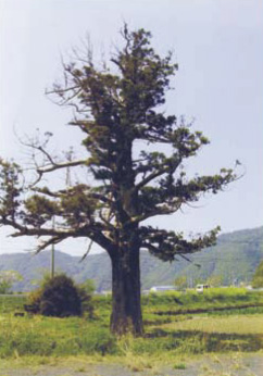 神木一本杉