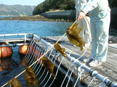 クロメを収穫する様子