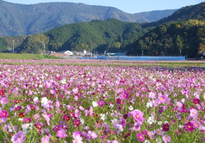 満開のコスモスの画像