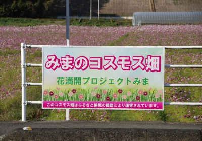 コスモス畑の看板の画像