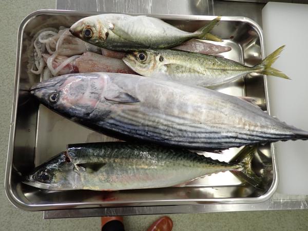 さばく魚たち