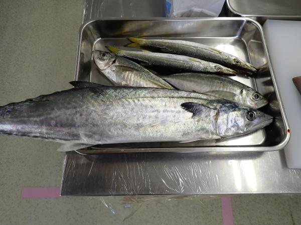さばく魚たち