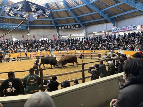 闘牛大会