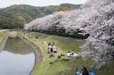 南楽園外堀桜まつり