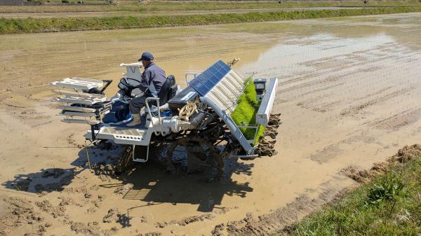 みま米田植え３