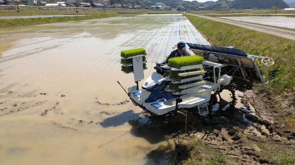 みま米田植え２