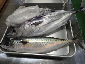 さばく魚たち