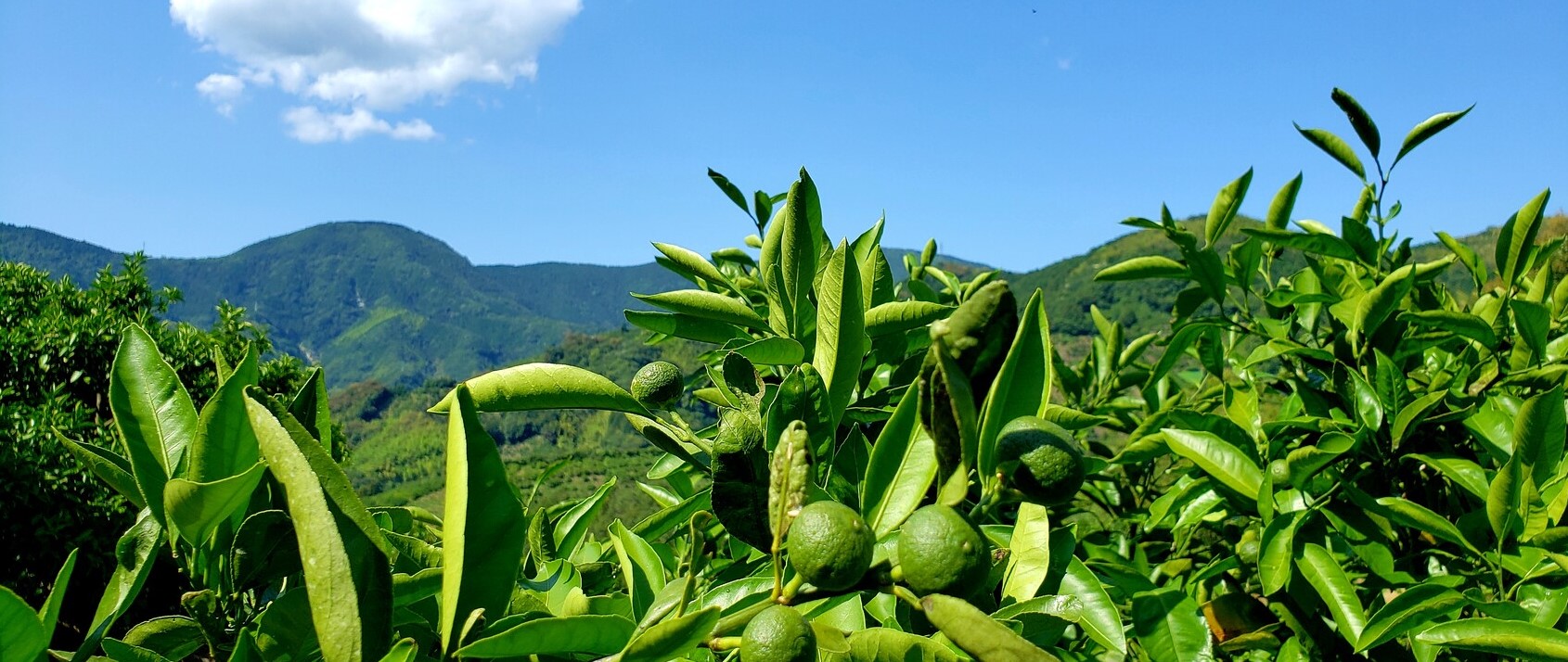宇和島市自殺対策のタイトル画像